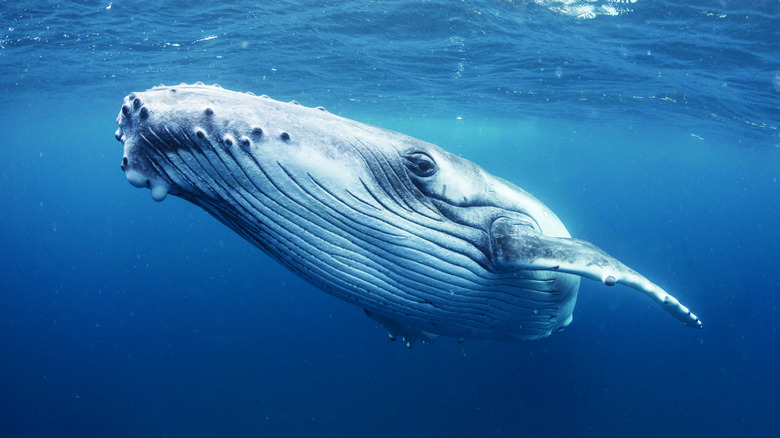 Baleine à bosse près de la caméra des Tonga Eying