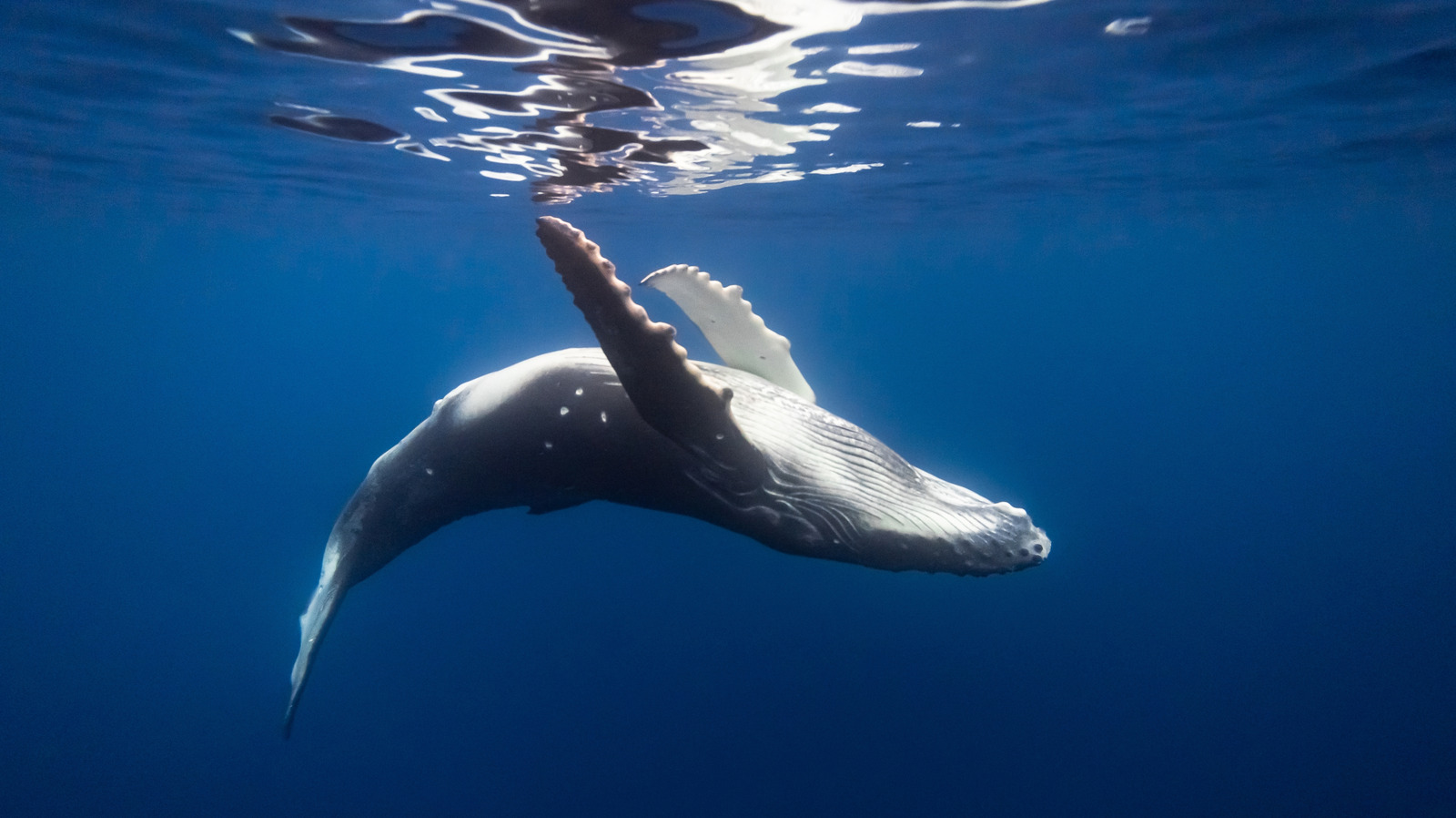 Les superbes chansons de baleine de similitude ont un discours humain