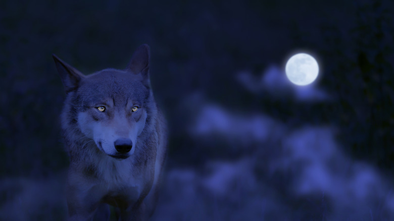 Un loup pendant une pleine lune