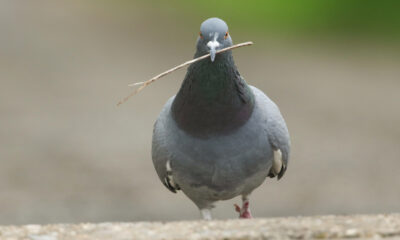 Non, les pigeons ne sont pas stupides. Voici pourquoi leurs nids sont si horribles