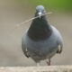 Non, les pigeons ne sont pas stupides. Voici pourquoi leurs nids sont si horribles