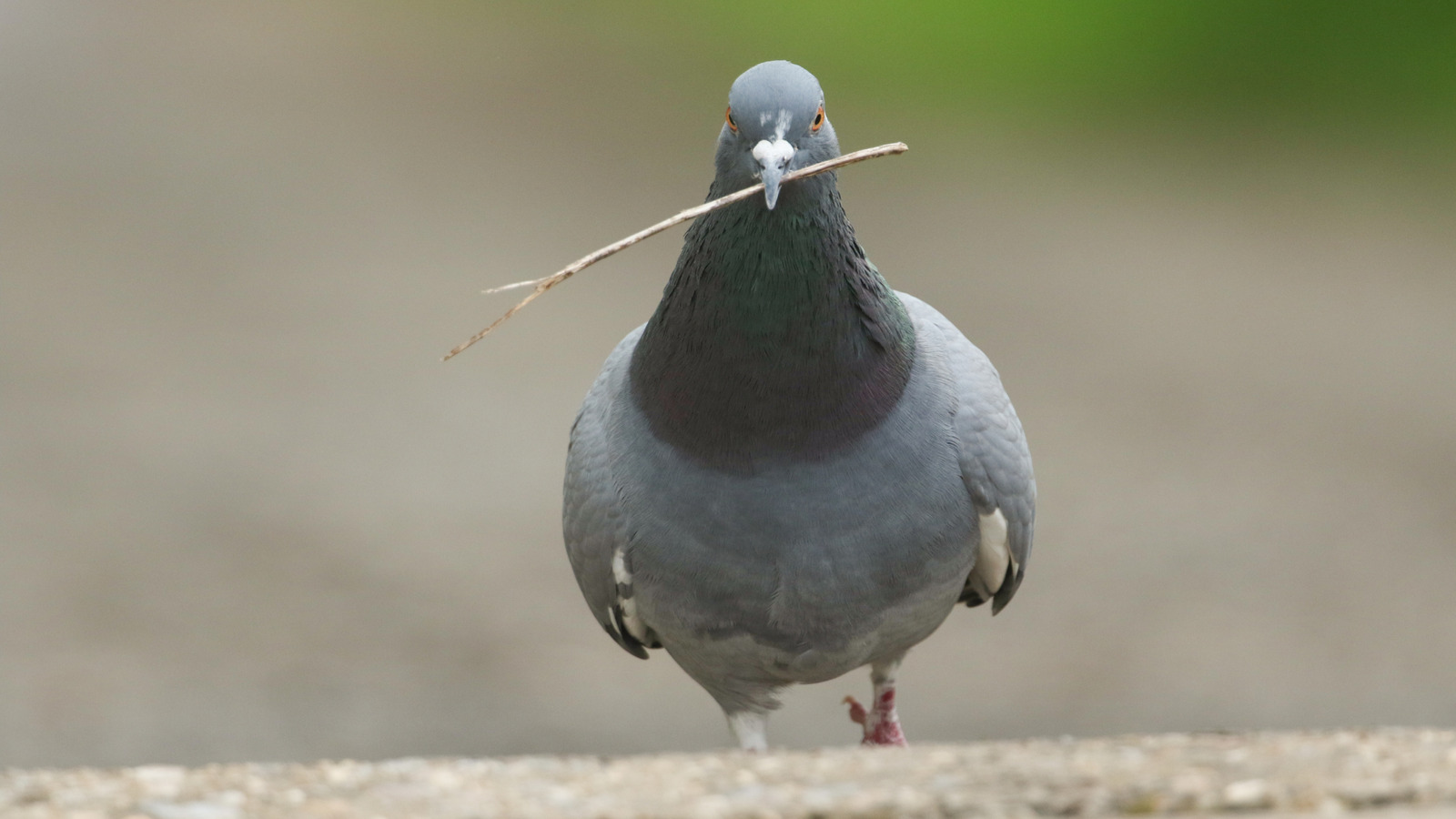 Non, les pigeons ne sont pas stupides. Voici pourquoi leurs nids sont si horribles