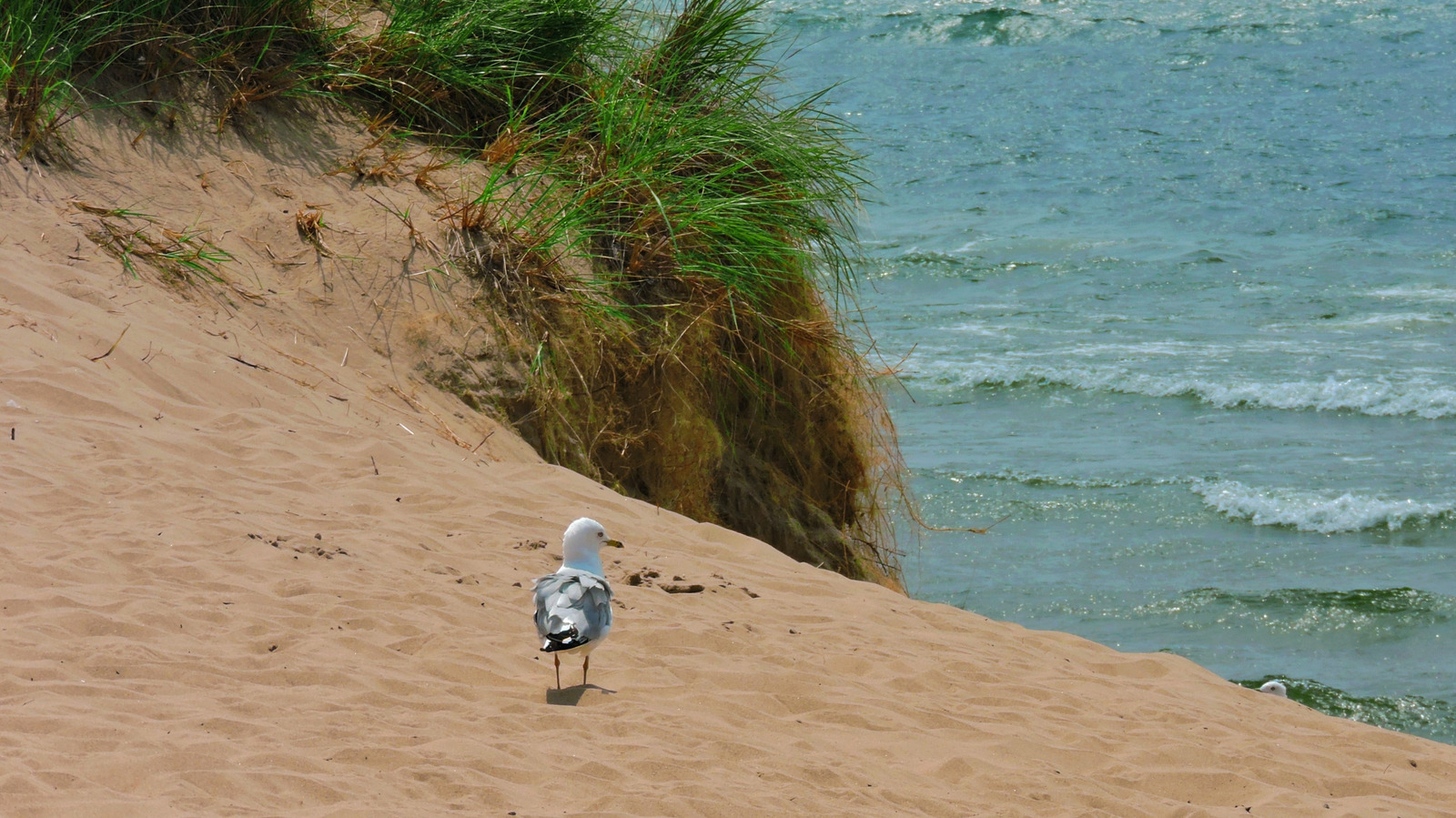 Cette ville de mer éblouissante du lac Michigan regorge de dunes vallonnées et d'aventures toute l'année