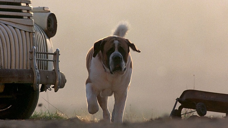 Cujo le chien qui traverse la cour à Cujo (1983)