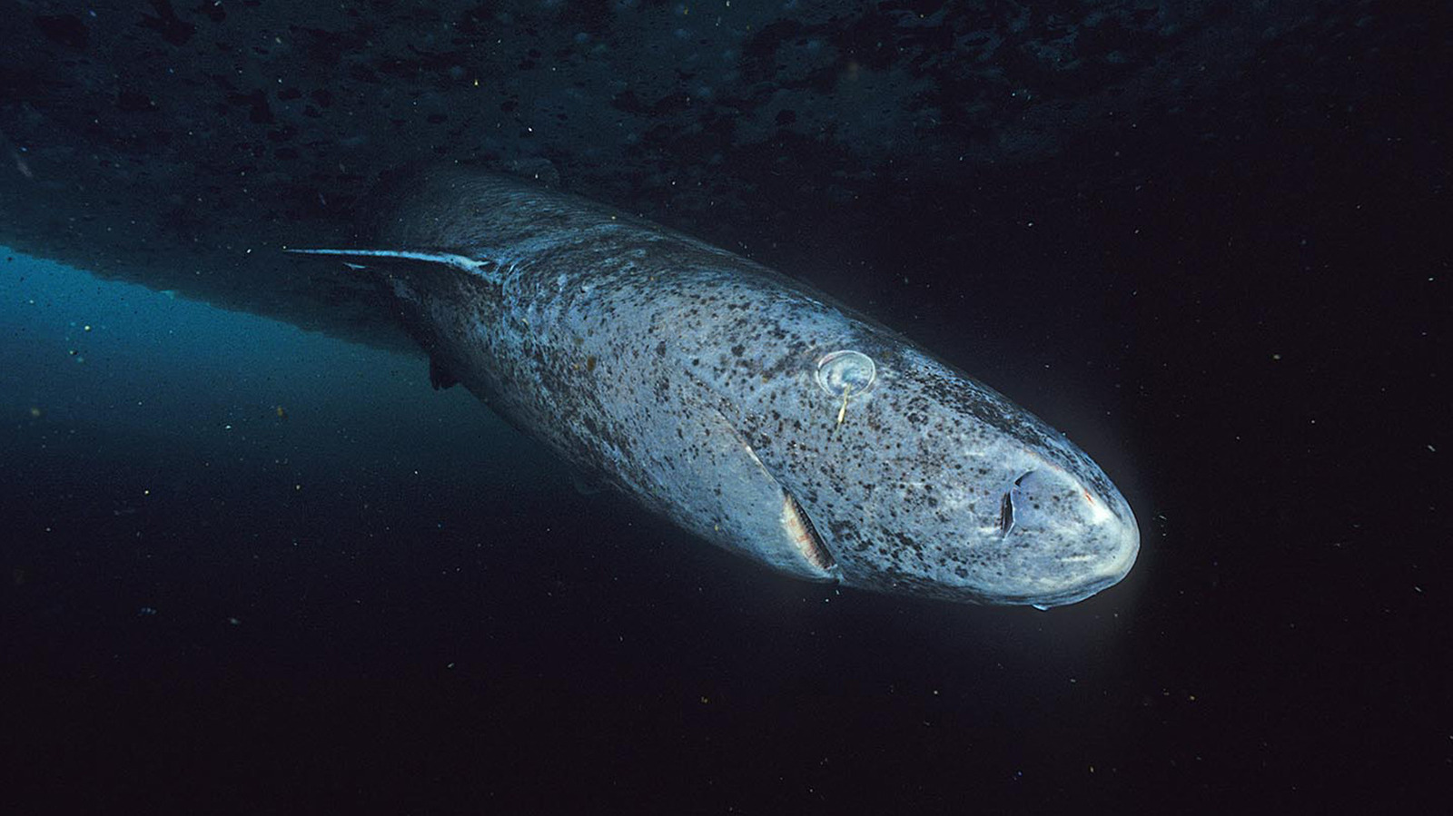 Les rares espèces de requins qui nous survivront tous