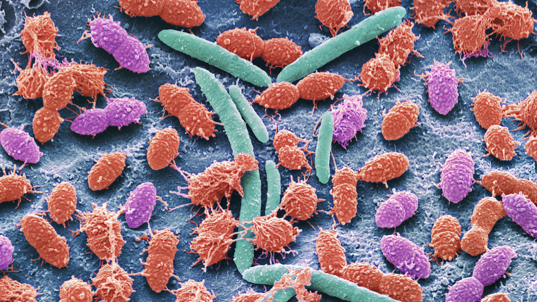 Micrographie électronique à balayage du microbiome fécal humain