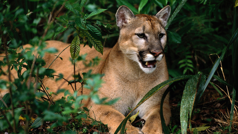 Florida Panther Reposing mais alerte dans un pinceau