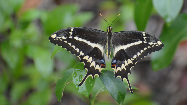 Gros plan des papillons à vide de Schaus reposant sur une plante