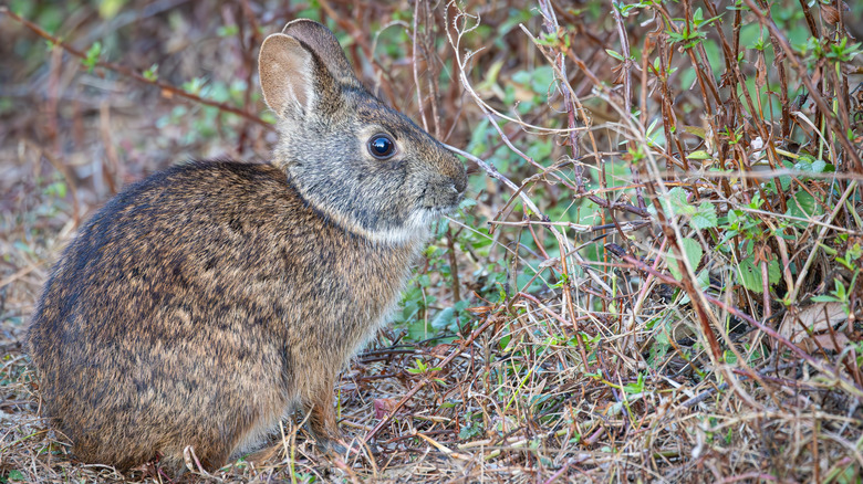 Lapin de marais de clés inférieures assis dans le pinceau