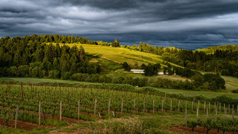 Un vignoble dans la pittoresque vallée de l'Oregon