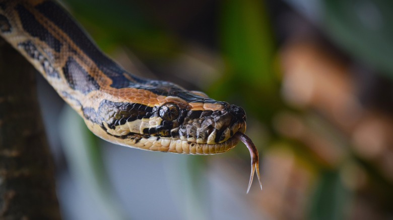 Une tête python birman est vue avec la langue qui s'étend sur un fond flou