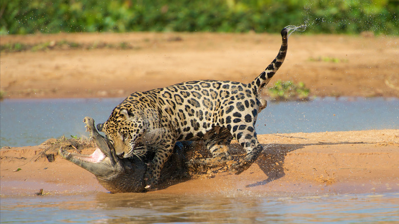 Un Jaguar attaque un Caiman sur les rives d'une voie navigable