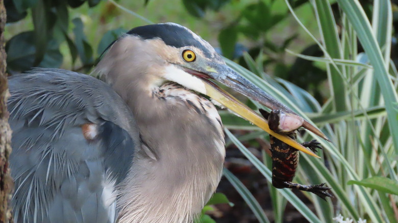 Un héron bleu mange un bébé alligator parmi les plantes