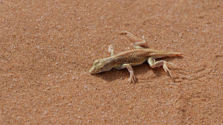 Un gros plan d'un lézard des dunes à l'armoise sur le sable