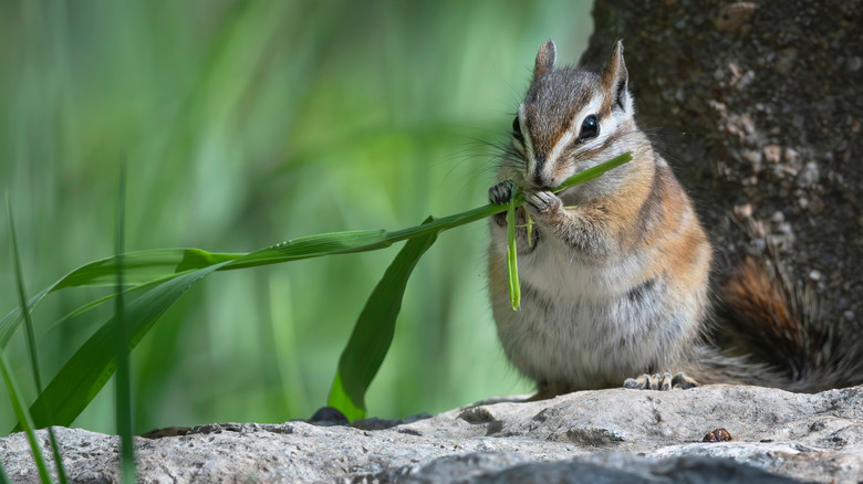 Un chipmunk mange une lame d'herbe, des montagnes Sandia, du Nouveau-Mexique