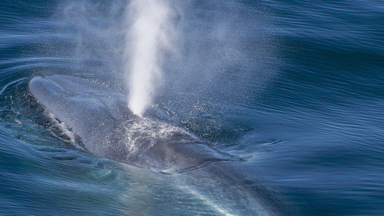 baleine bleue jaillissant au-dessus de l'eau