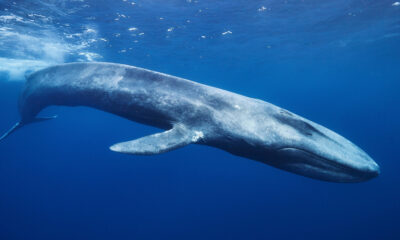 La plus grande baleine du monde pèse plus de milliers de personnes combinées