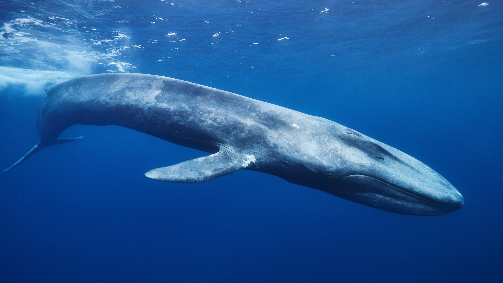 La plus grande baleine du monde pèse plus de milliers de personnes combinées