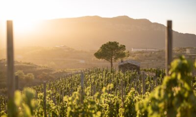 Région viticole sous-estimée de l'Espagne qui se démarque pour ses vieilles vignes et sa saveur unique