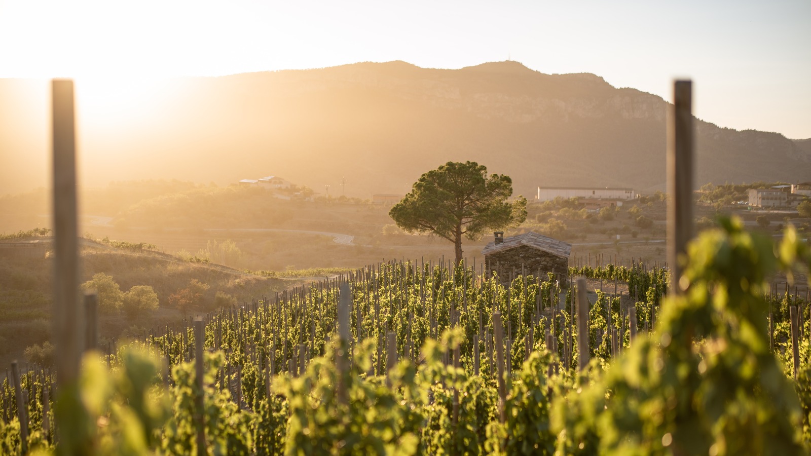 Région viticole sous-estimée de l'Espagne qui se démarque pour ses vieilles vignes et sa saveur unique