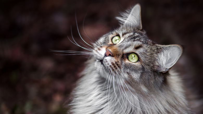 Un chat coon du Maine aux yeux verts qui regarde