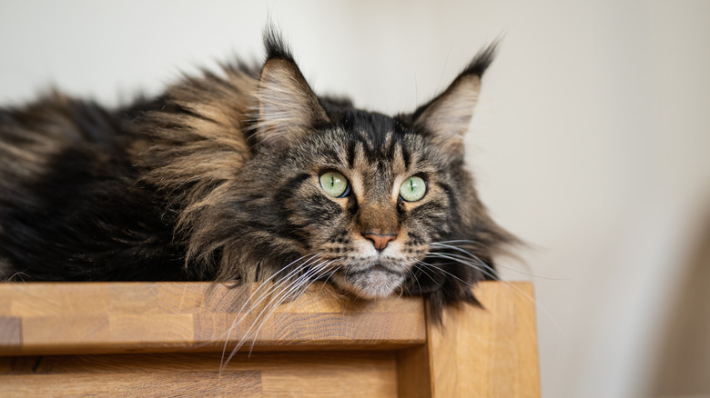 Un chat du Maine Coon de couleur tabby se prélasse sur une surface en bois