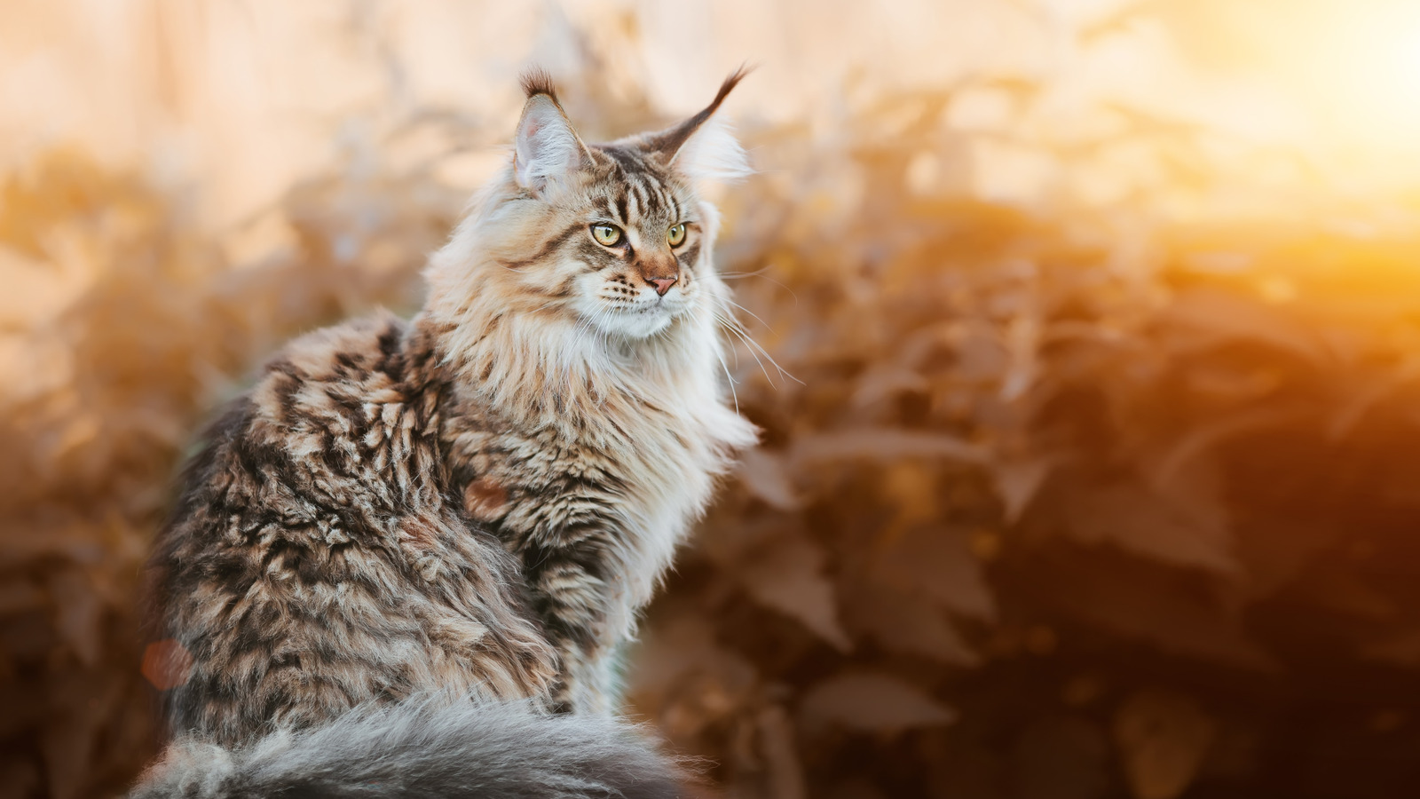 La plus grande race de chat domestique peut atteindre une taille stupéfiante