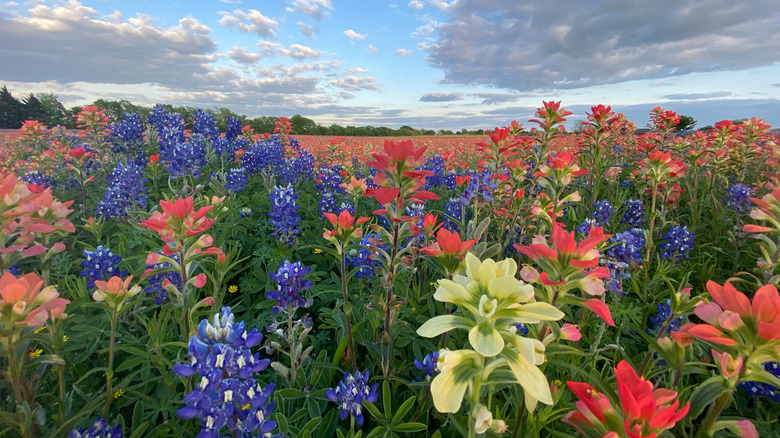 Les fleurs sauvages bleues, rouges et jaunes dans une prairie