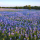 Un court trajet en voiture au Texas offre une vue imprenable avec un coup de poing fleuri vibrant