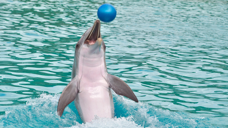 Dolphin dans l'eau jouant avec une balle