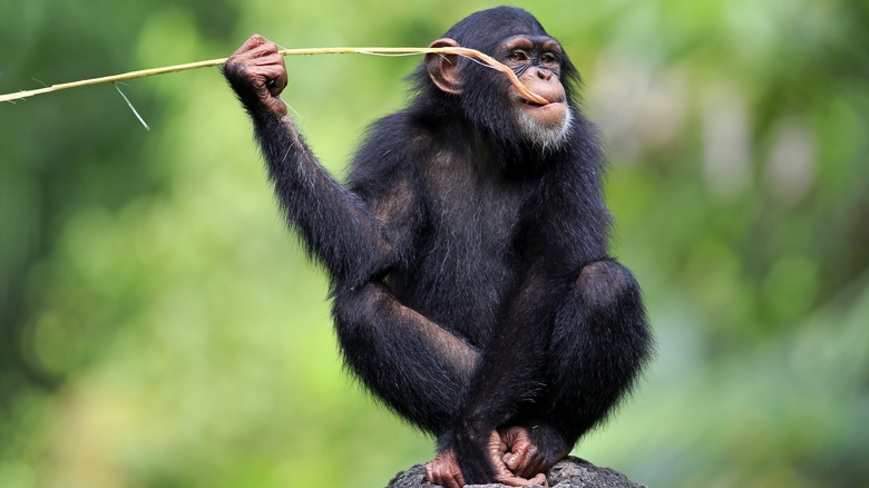 Chimpanzé sur roche avec un grand bâton dans la bouche