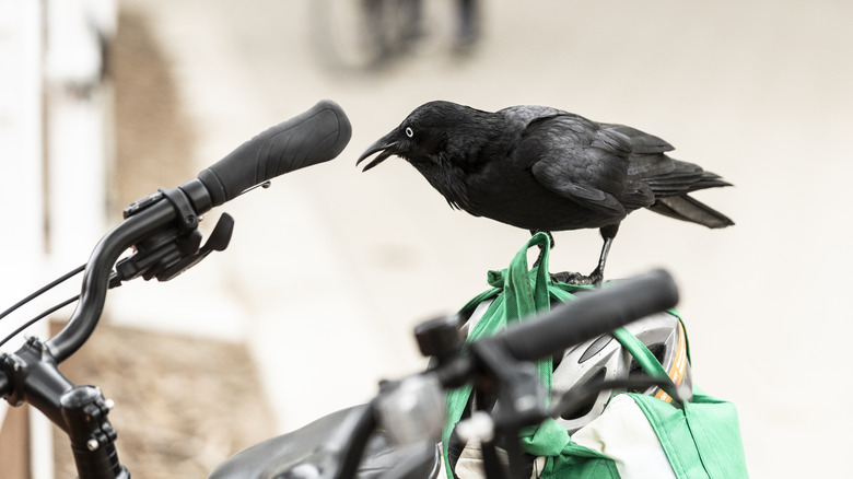 Crow Perched sur un vélo garé