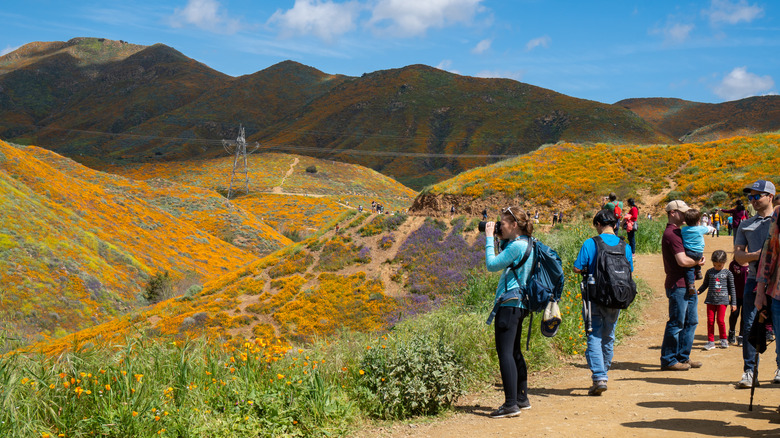 Des foules admirant les fleurs sauvages de Californie à Superbloom