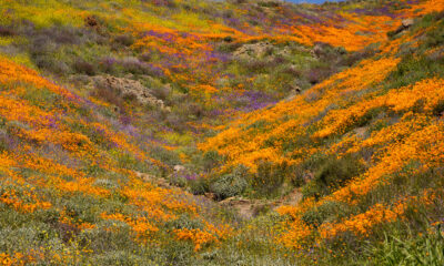 Étiquette essentielle de la vision des fleurs sauvages pour visiter les superblooms populaires de la Californie