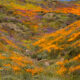 Étiquette essentielle de la vision des fleurs sauvages pour visiter les superblooms populaires de la Californie