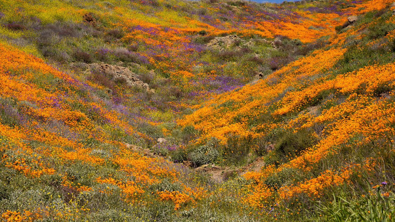 Étiquette essentielle de la vision des fleurs sauvages pour visiter les superblooms populaires de la Californie