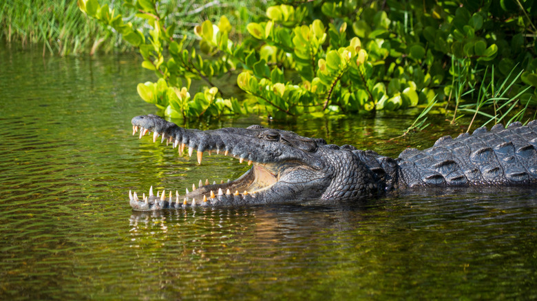 Un crocodile émerge de l'eau du parc national des Everglades