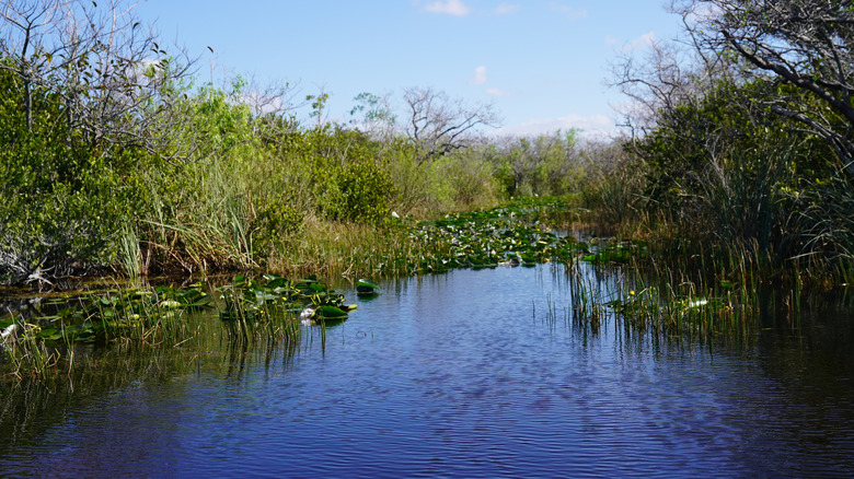 L'eau traverse le parc national des Everglades en Floride lors d'une journée bleue claire