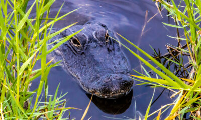 La seule région que vous trouverez des alligators et des crocodiles aux États-Unis