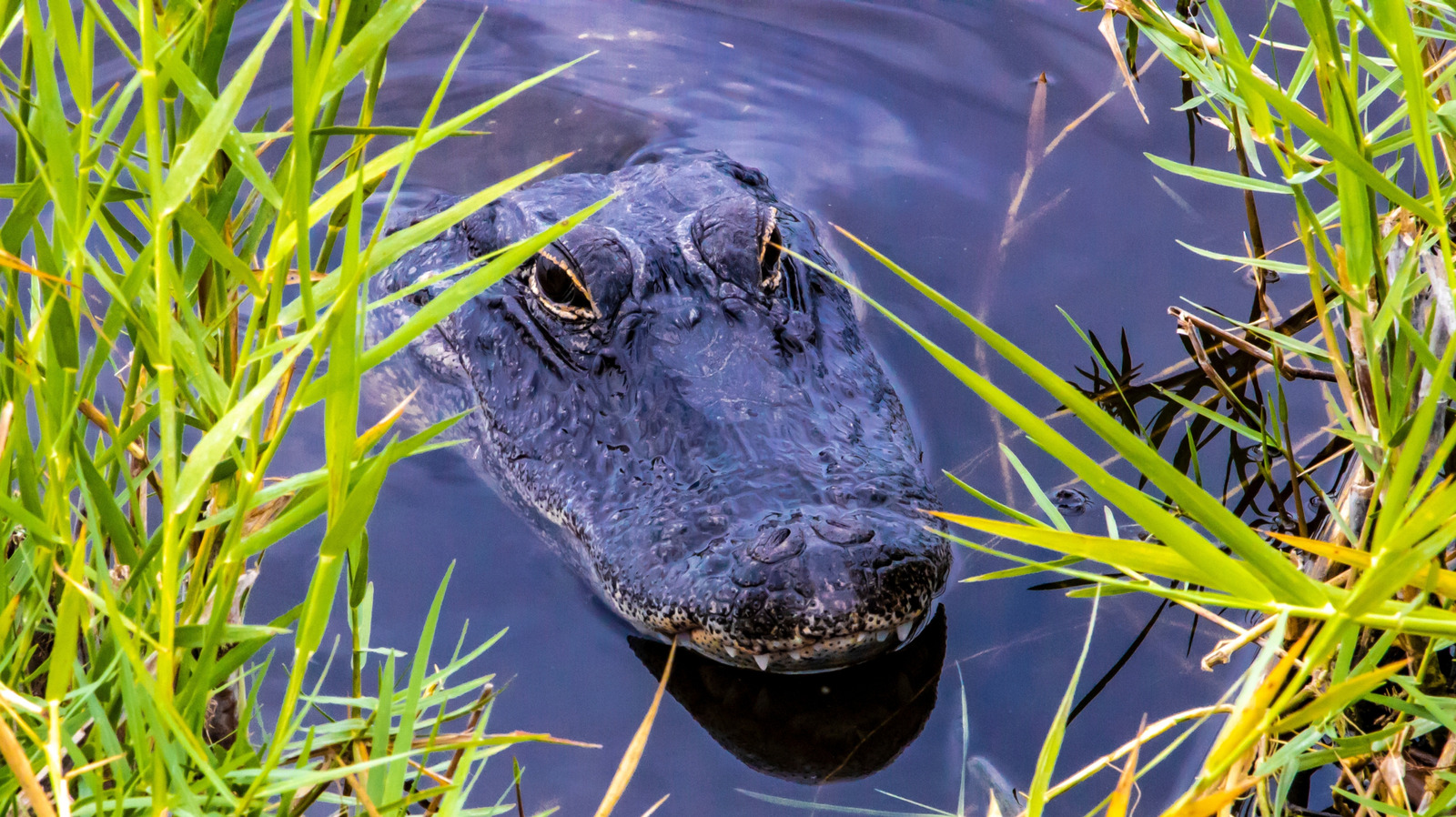 La seule région que vous trouverez des alligators et des crocodiles aux États-Unis