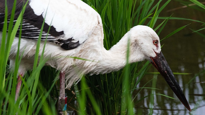 Un cigogne blanc oriental patauge à travers un marais