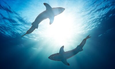 Le meilleur endroit pour voir de grands requins blancs lorsqu'il est dans le Massachusetts