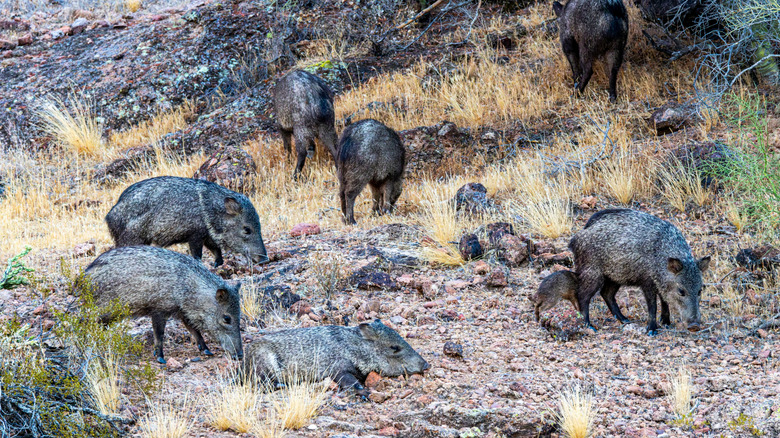 Groupe de javelot se nourrissant de colline
