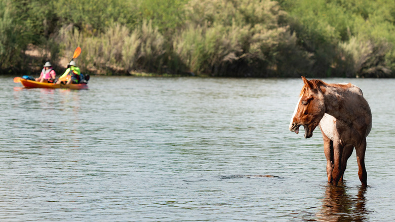Pagayeurs qui passent à cheval dans la rivière