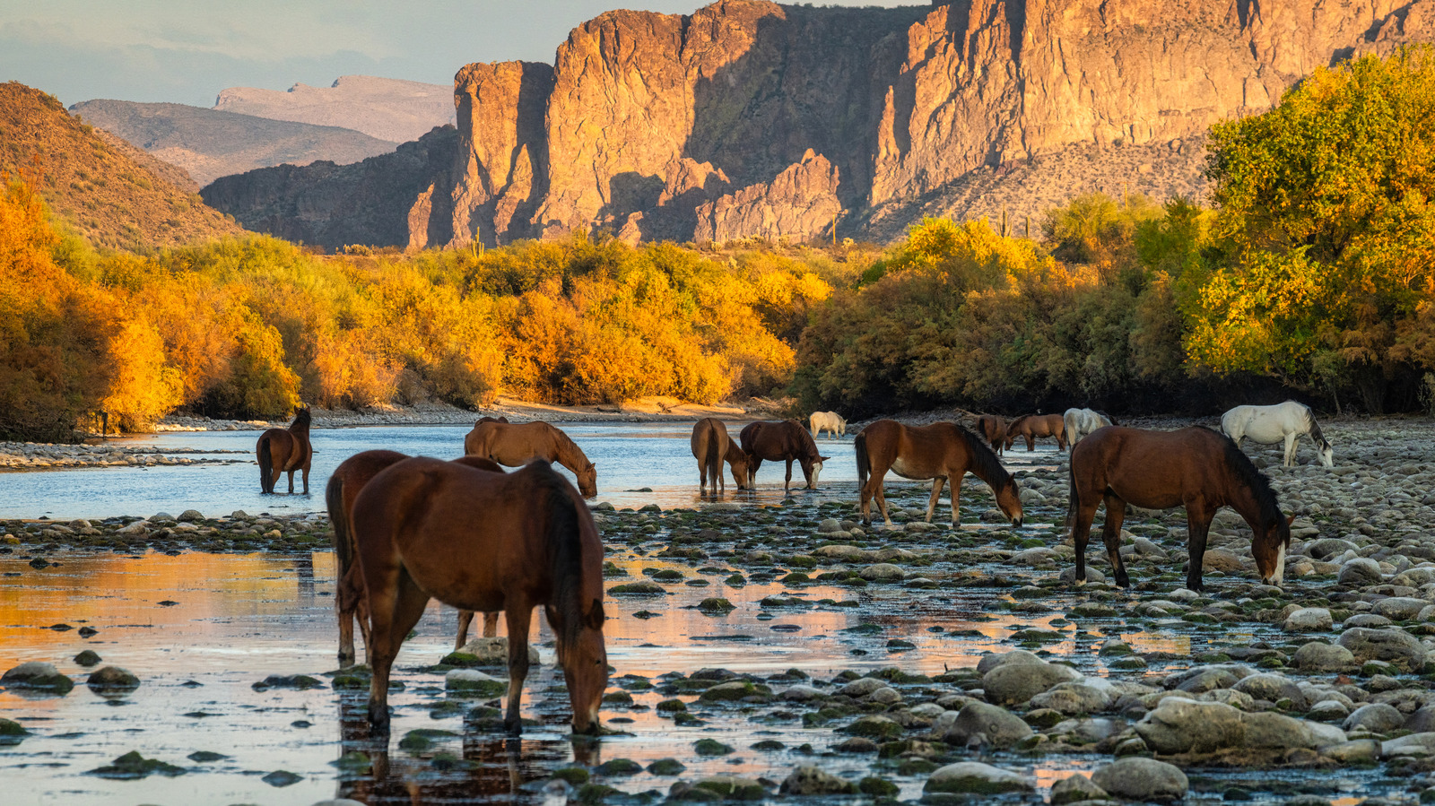 Un voyage à la pagaie sur cette rivière pittoresque est la meilleure façon de voir les glorieux chevaux sauvages de l'Arizona