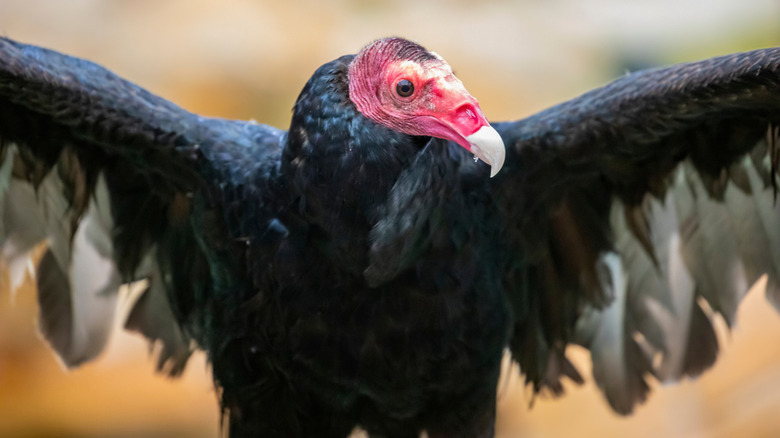 Un vautour de dinde propage ses ailes