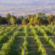 Au milieu des montagnes majestueuses du Colorado se trouve une ville charmante avec une scène de vin en plein essor