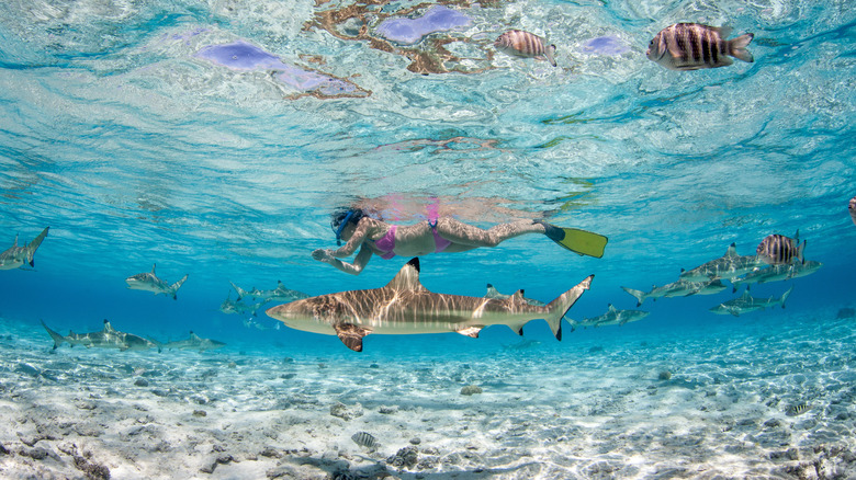 En apnée avec des requins bora bora