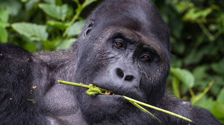 Gorille masculine mangeant une branche d'arbre
