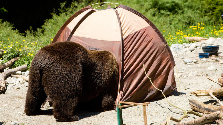 Bear entre dans une tente dans un camping